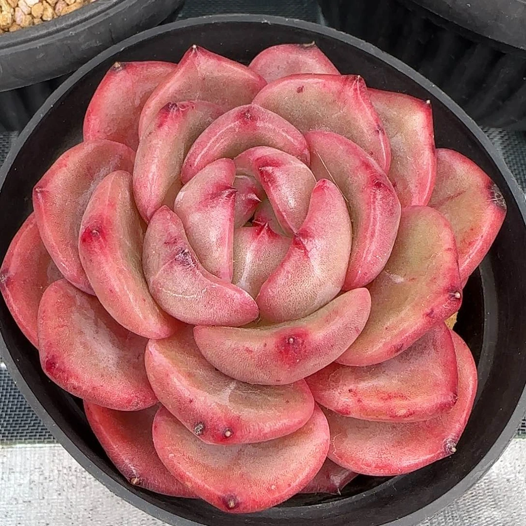 从前慢花园精选Q橙多肉