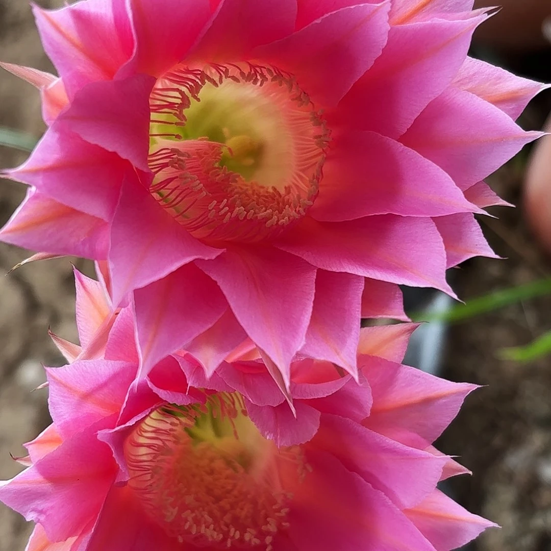 50 号实生带根仙人球20包邮