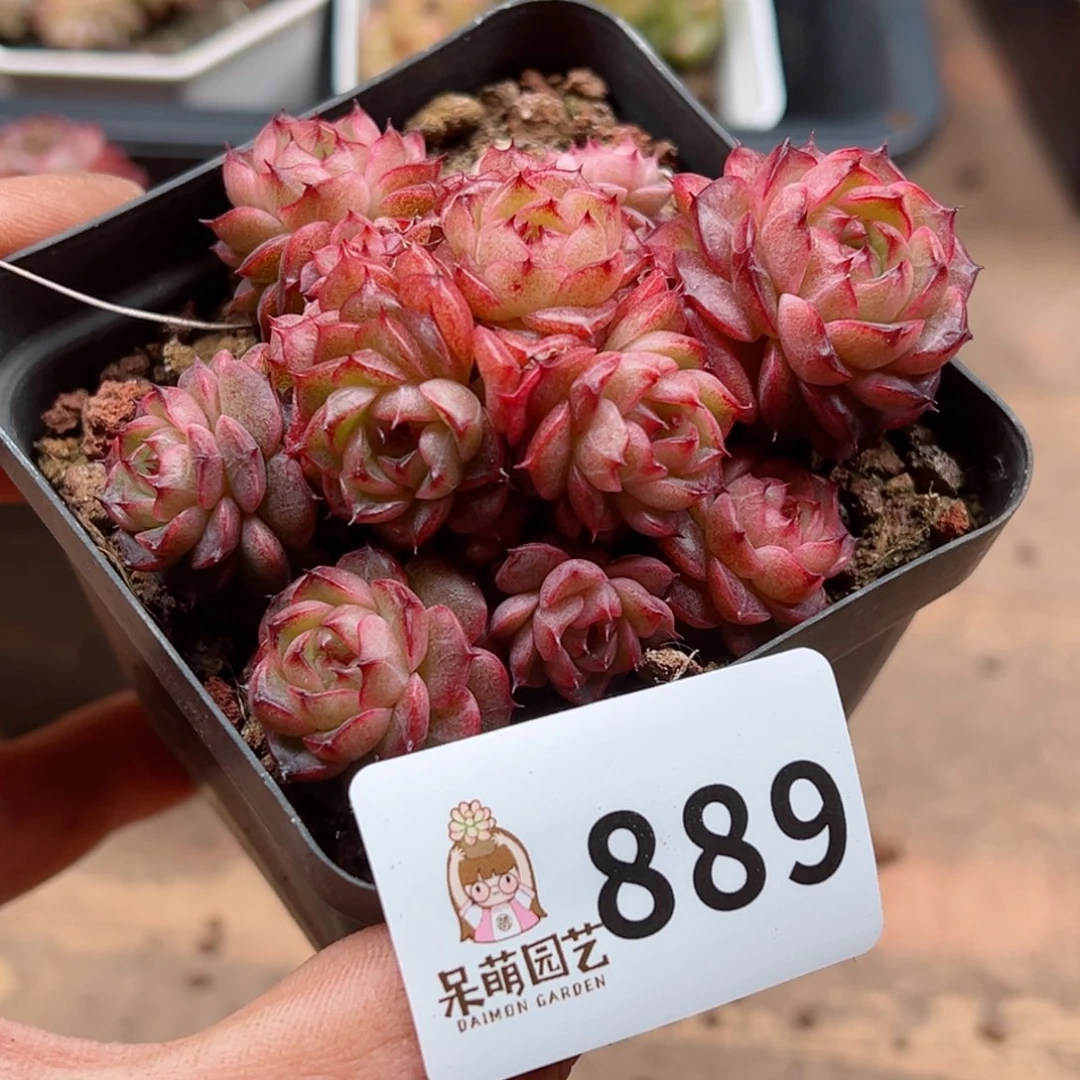 多肉植物多肉植物