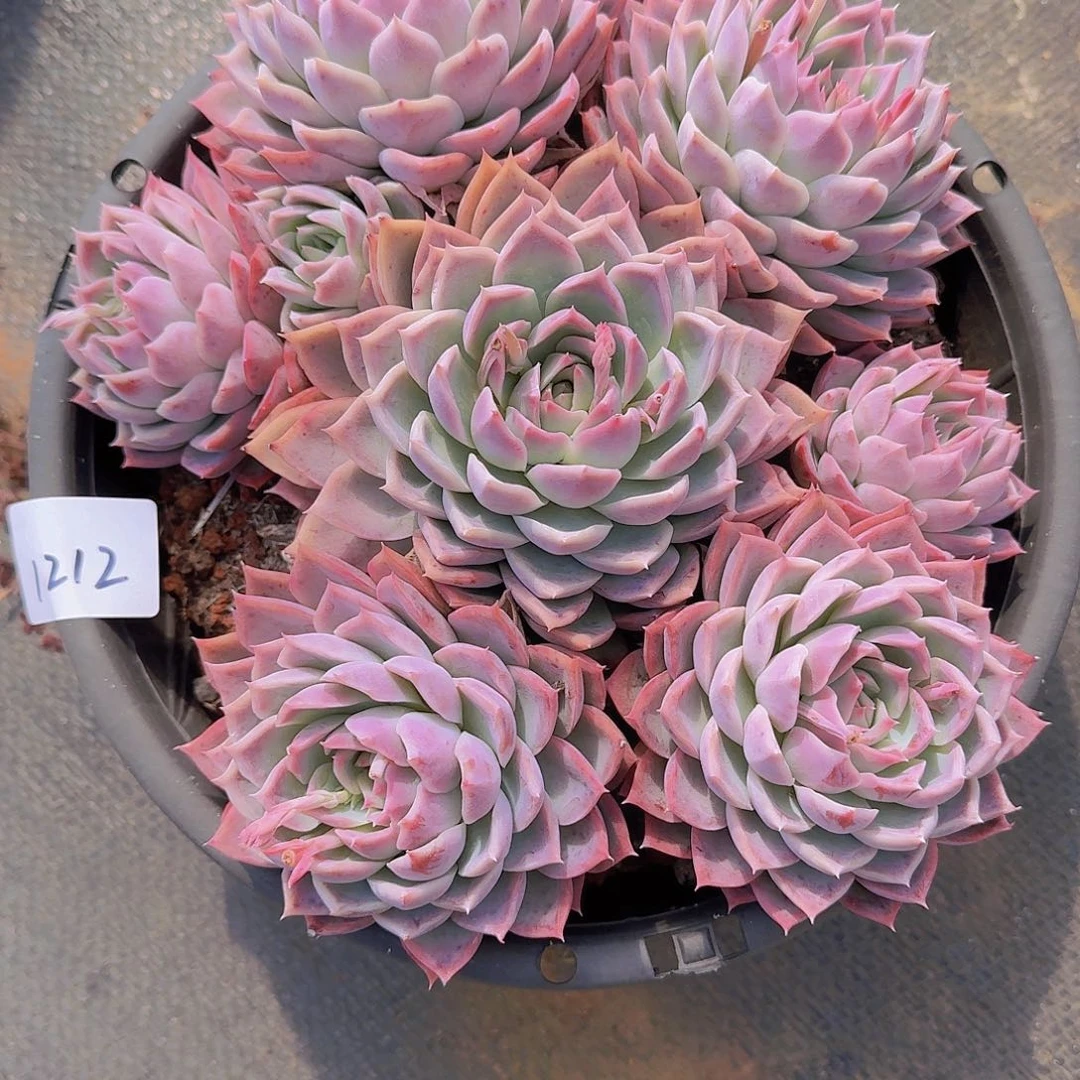 青*果1212孤星多肉植物