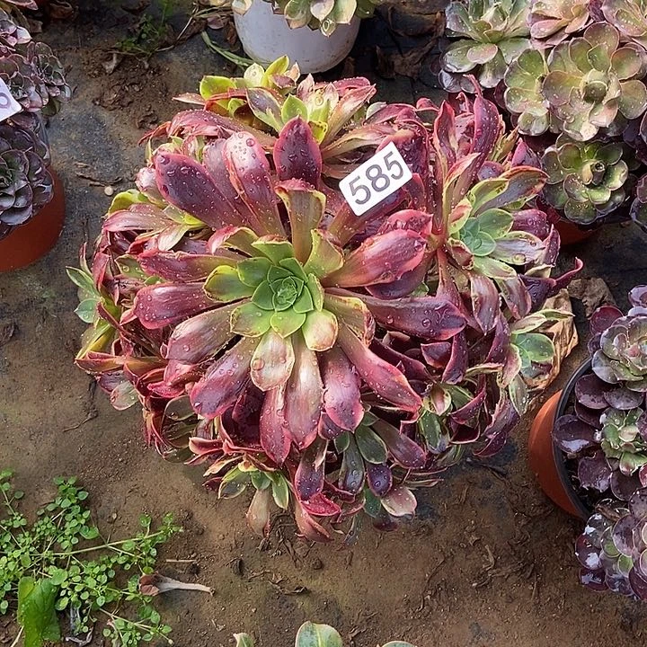 欧佳丽多肉585多肉不包断