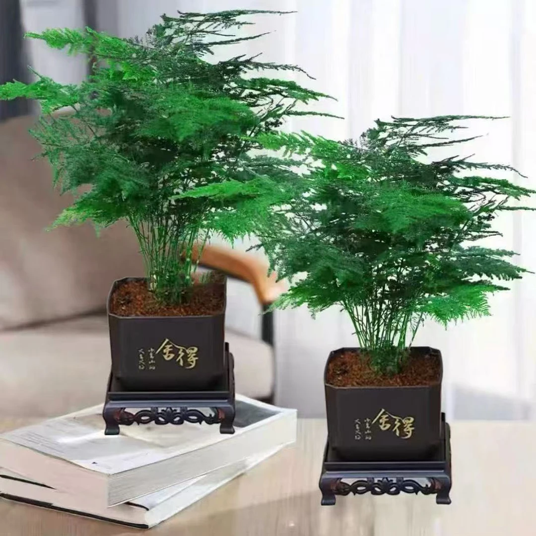 【拍一发二】文竹盆栽绿植花卉办公室内客厅桌面好养植物四季常青W