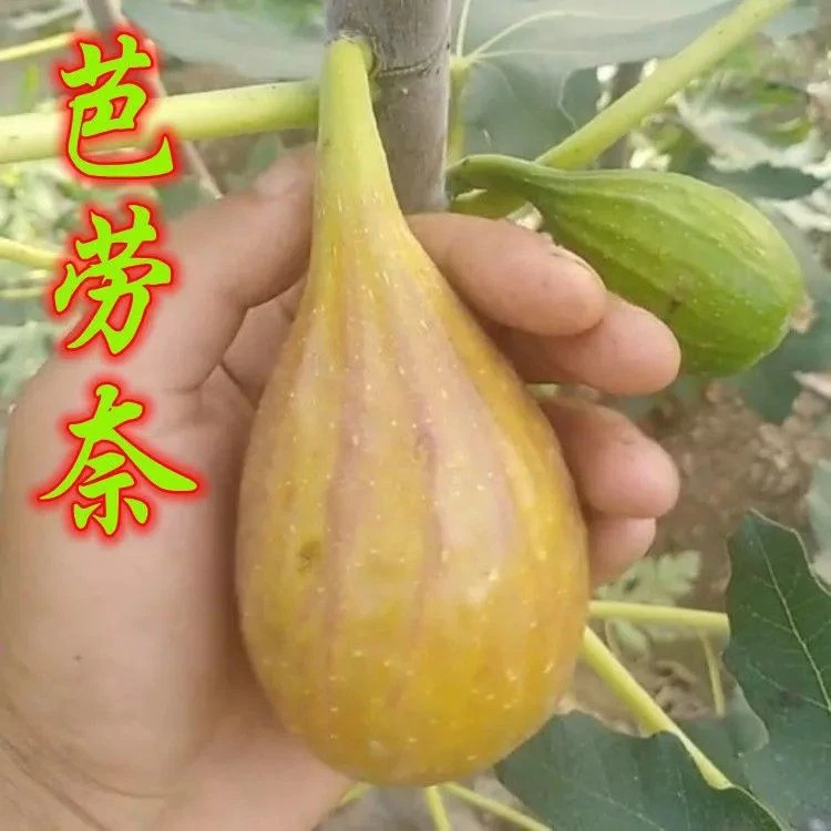 芭劳奈，盆栽，原盆原土发货