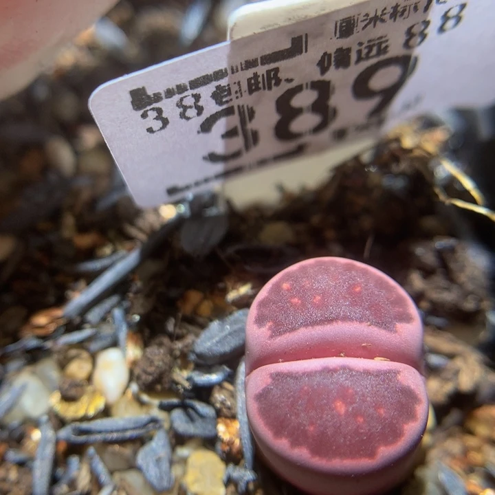 Sss精品生石花389