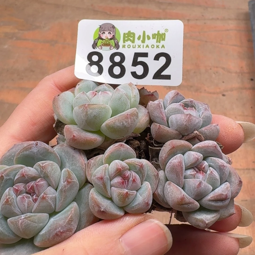 多肉植物多肉植物