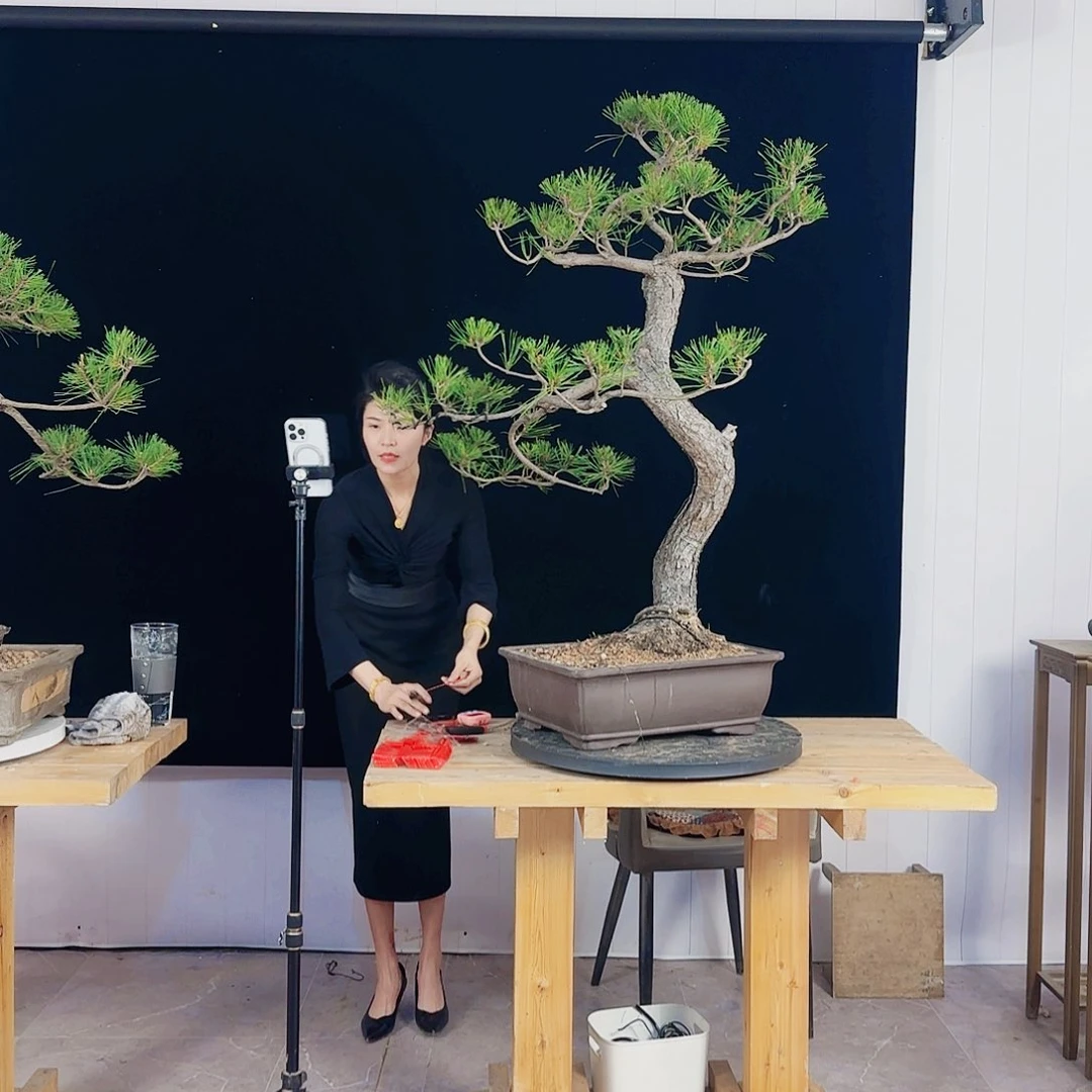 徽**播黑松盆景直播间