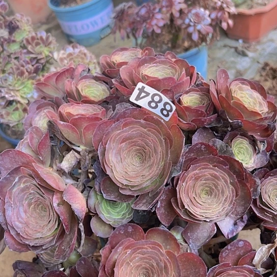 一***伴多肉植物一个美金