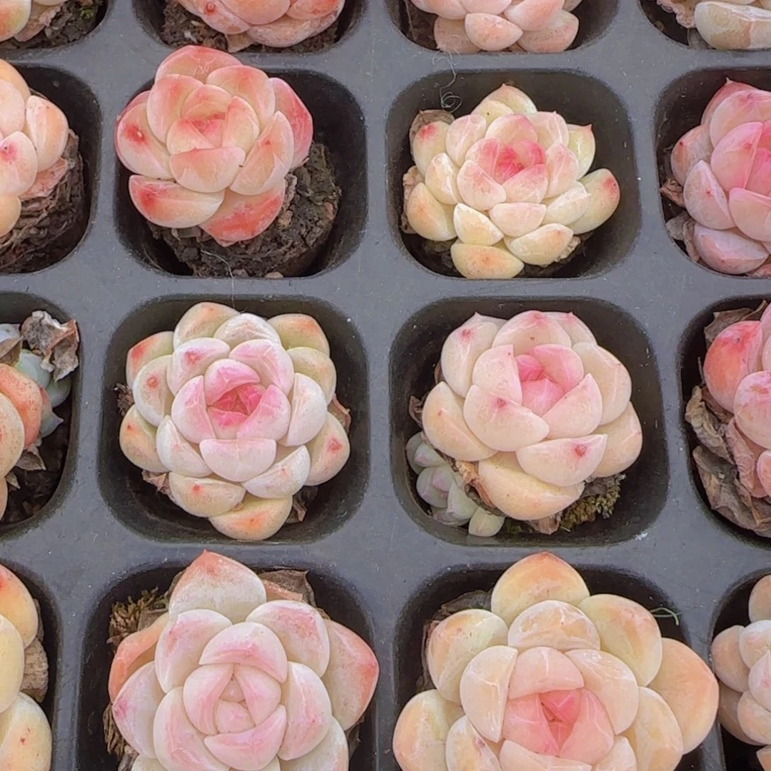 白体汽水o泡单头一颗精控多肉植物