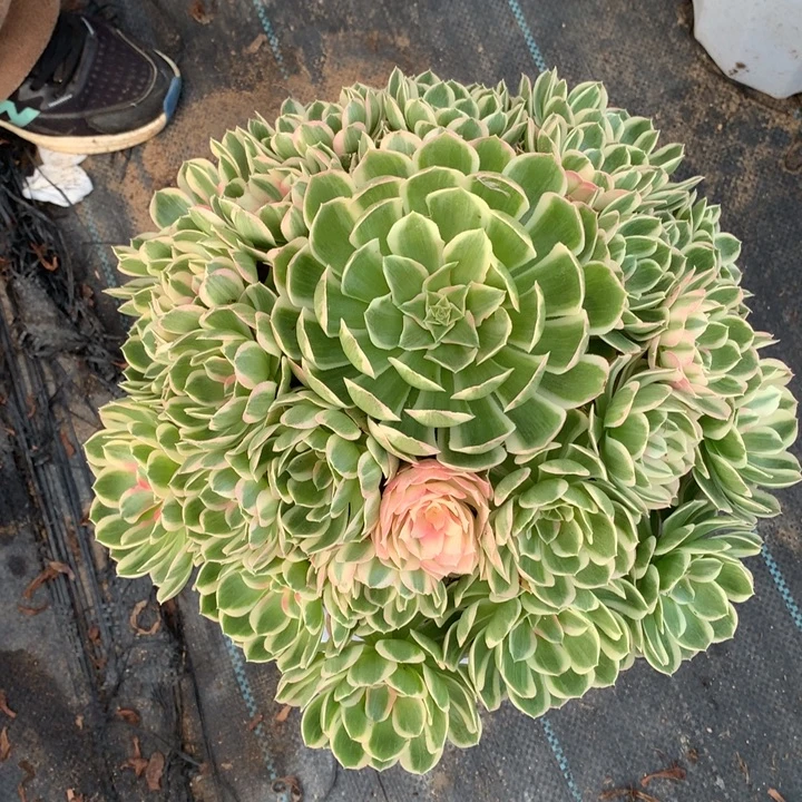 呗***熊不包损927号孔雀翎手捧