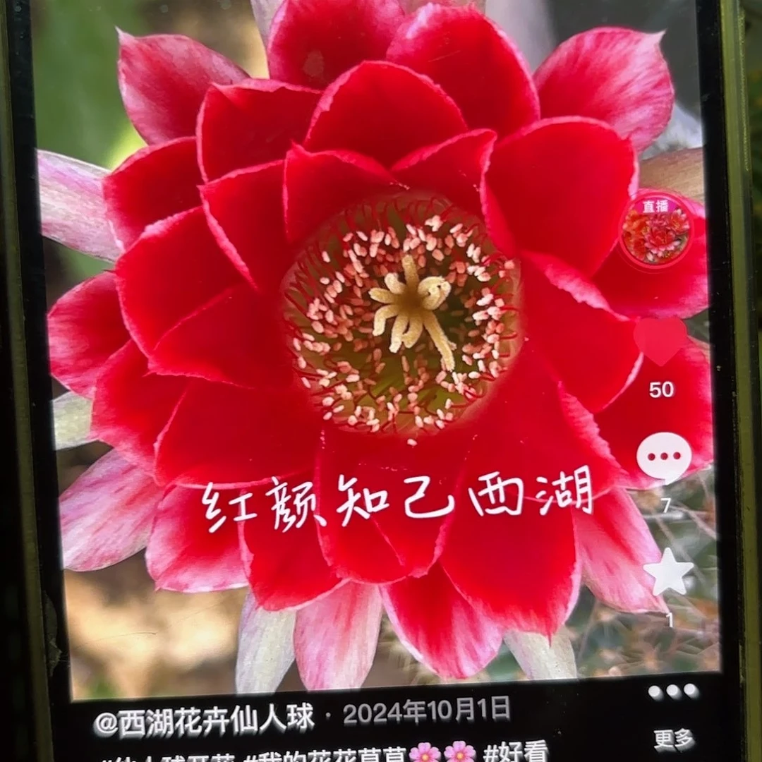 红颜知己丽花侧牙20包邮仙人球25