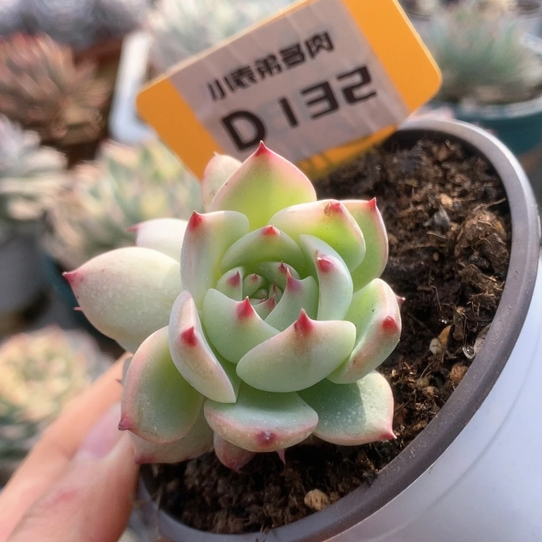 132锦锦锦锦锦锦锦锦锦