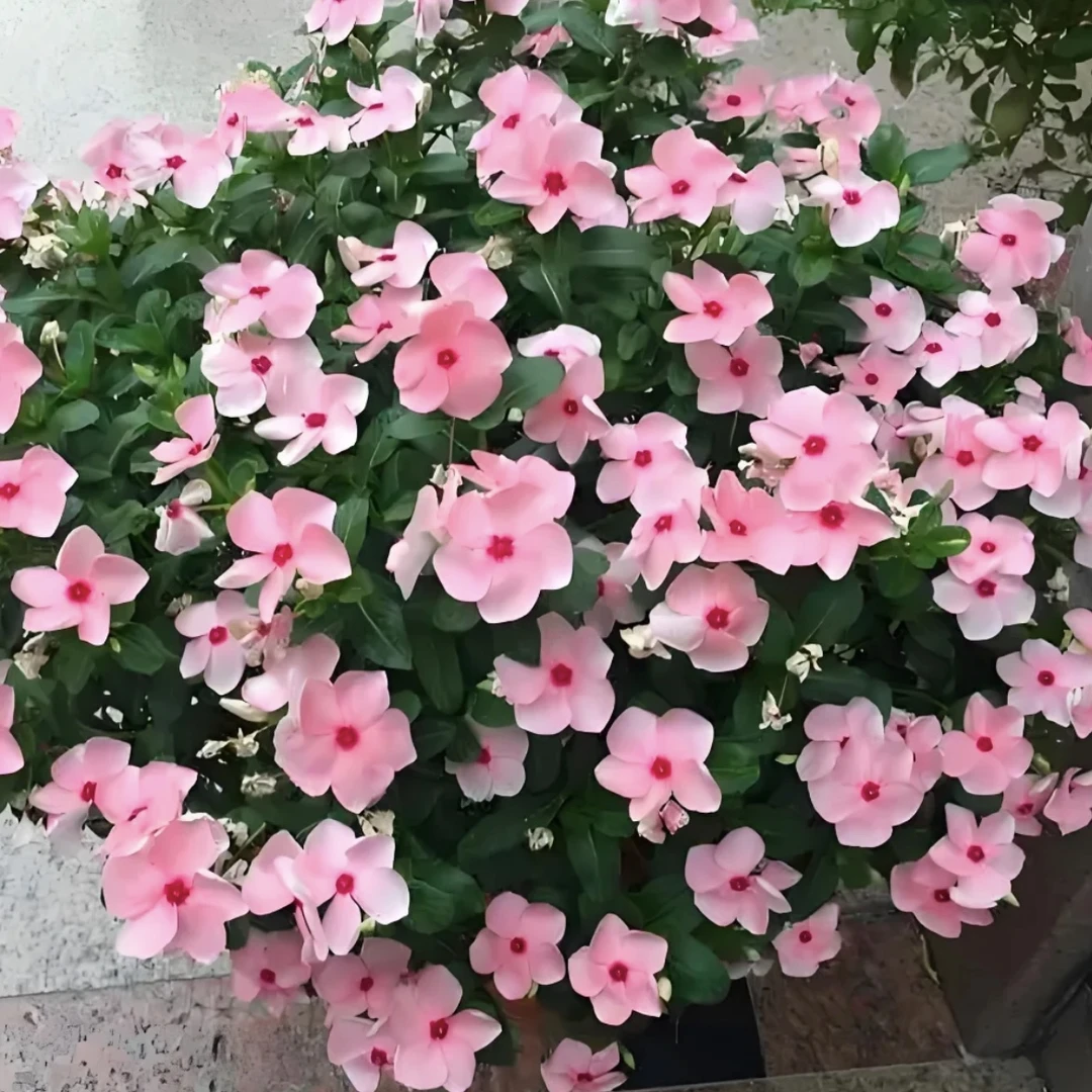 长春花盆栽带花苞花苗植物室内外庭院地栽好养易活四季开花多年生