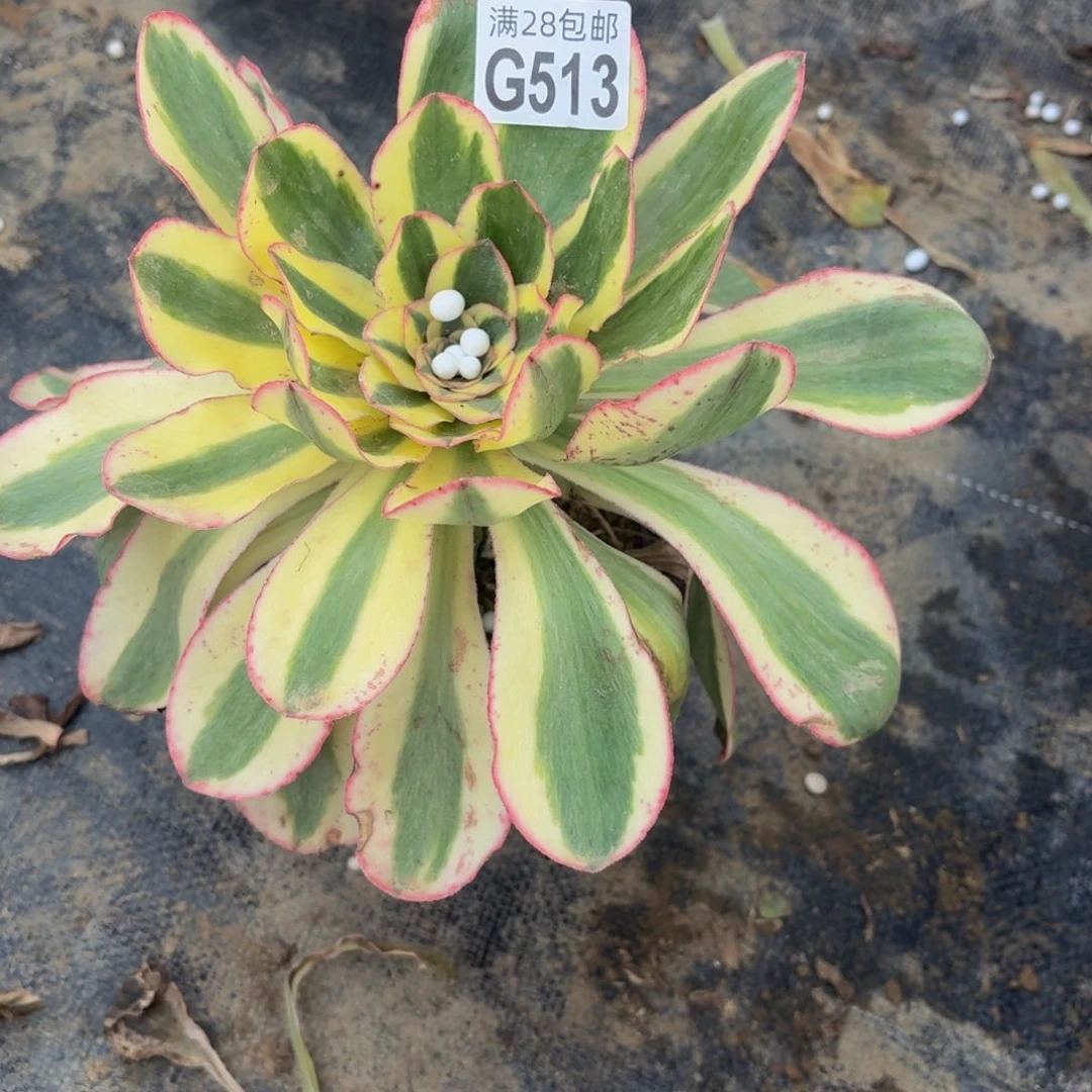 513多肉植物捧花