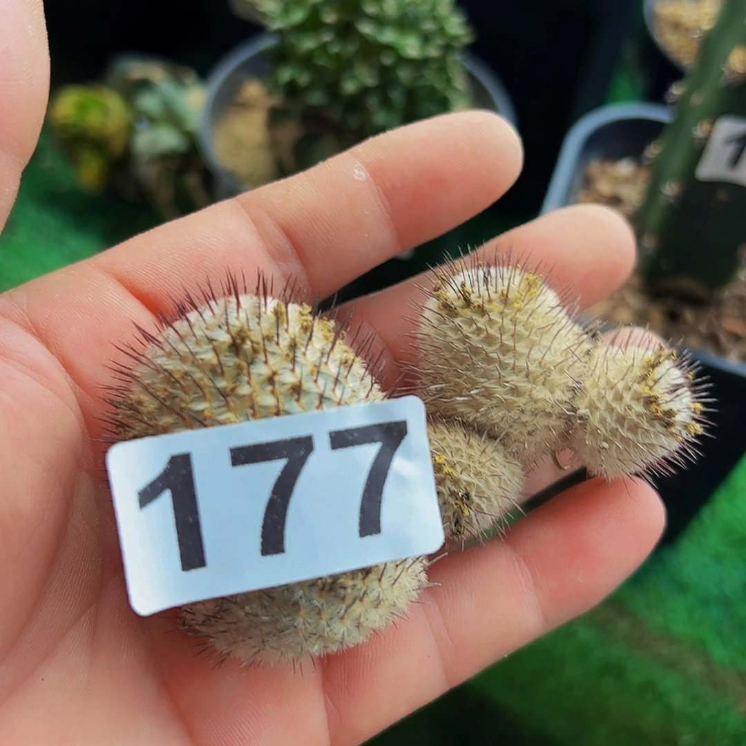 无花朵直刺佩雷有根177