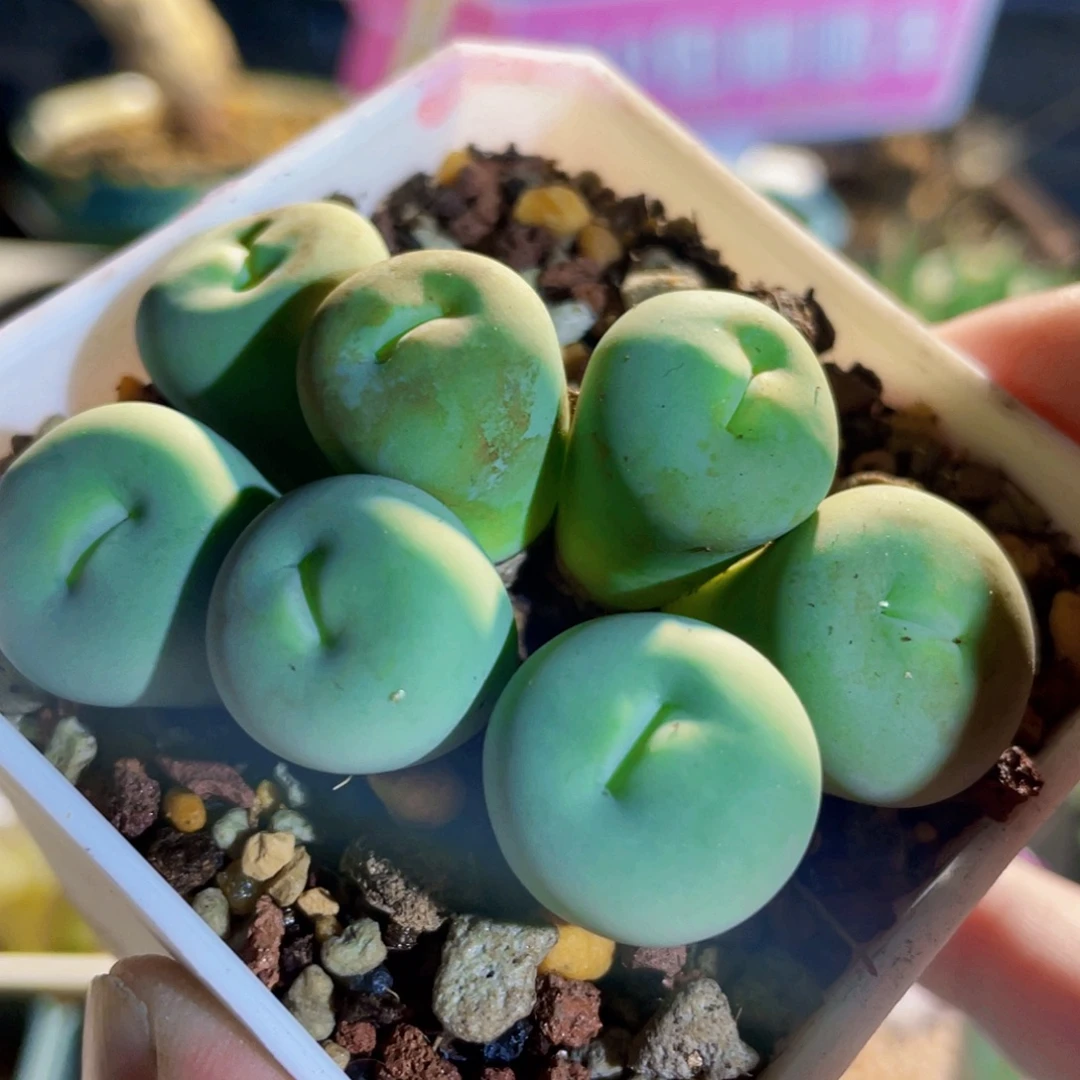 玻尿酸大嘴嘟嘟嘴植物一物一拍