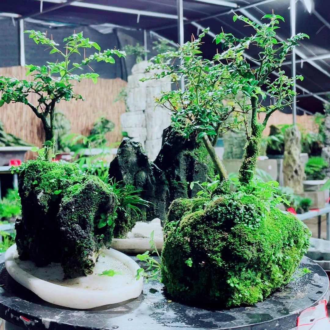 飘***影无花朵新品发布等活动等方式参与