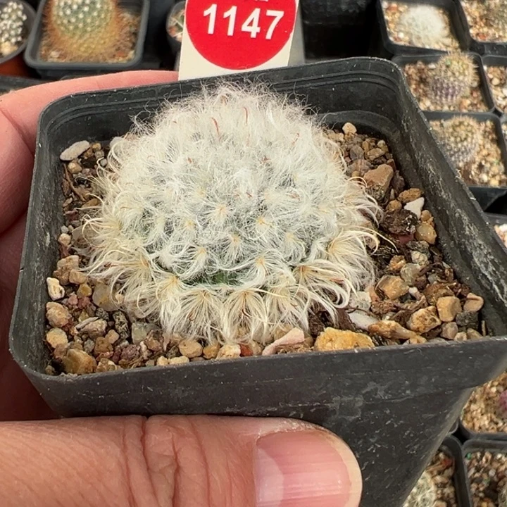 实生浓毛白云高砂一棵仙人球，