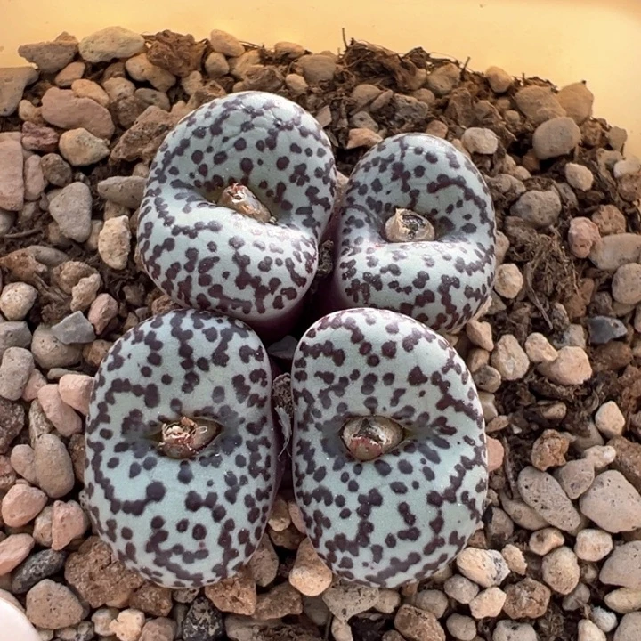 215。 青蛙种源优选ts603 开播福利。