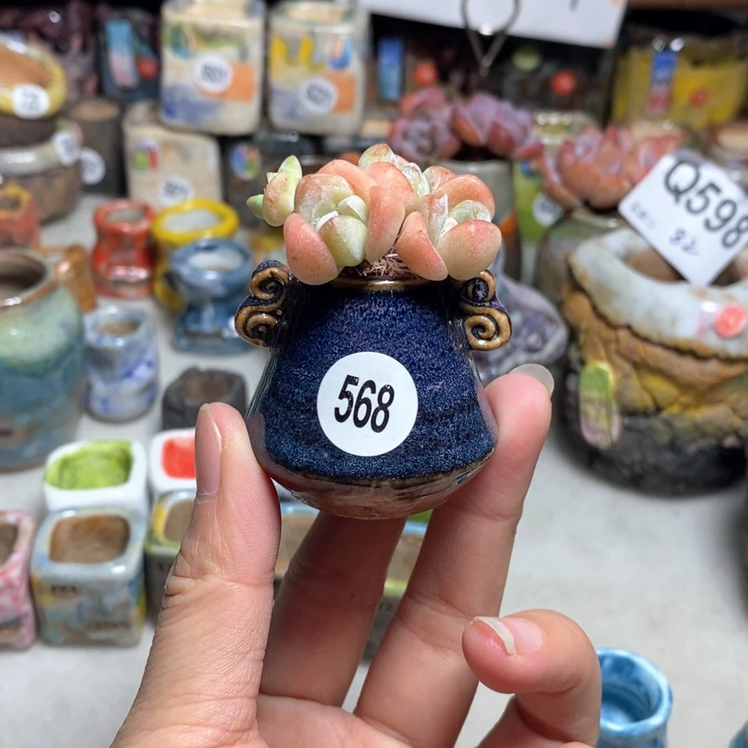拍5送一个小礼物