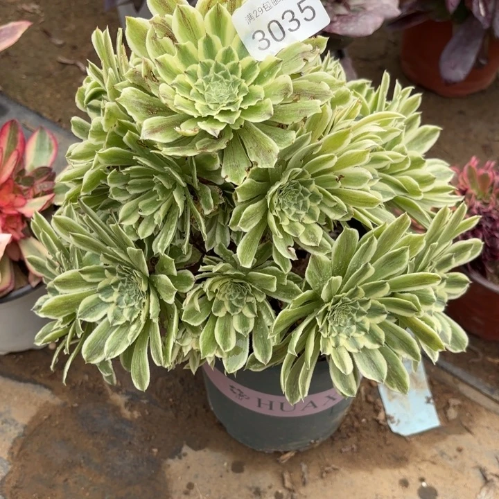 碧浪多肉法师3035