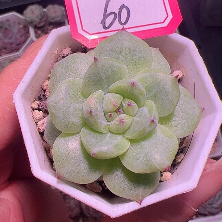 寒绯多肉植物单头