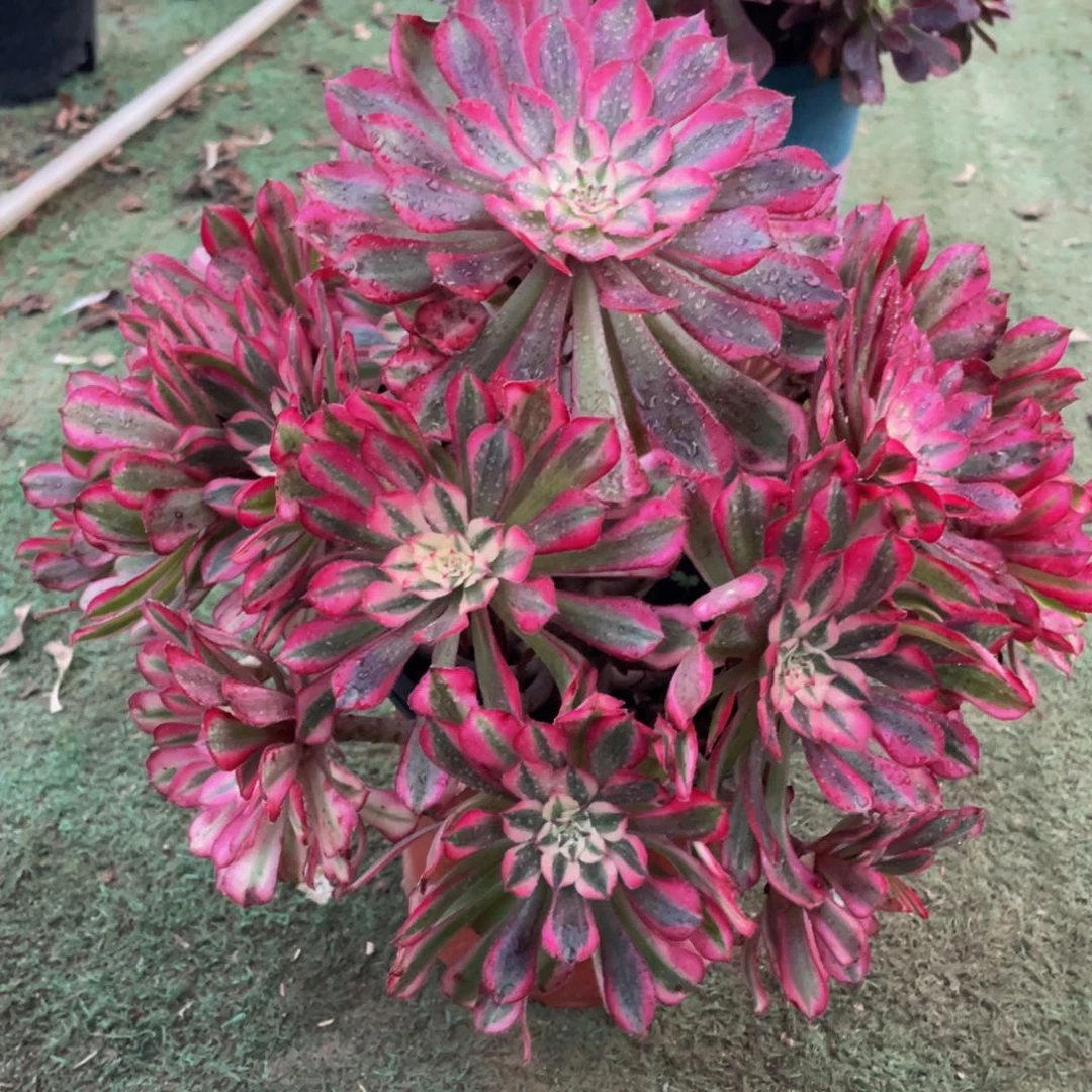 574红铜白精品法师老桩