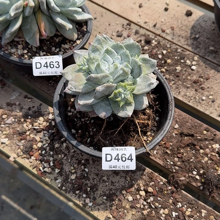 取*牡丹苹果叶仙女杯