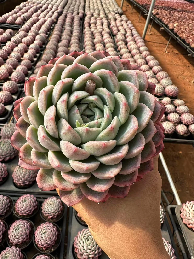 12#大纽扣多肉植物 前男友精品多肉