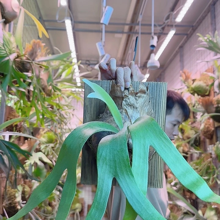 无花朵卷卷鹿a52。