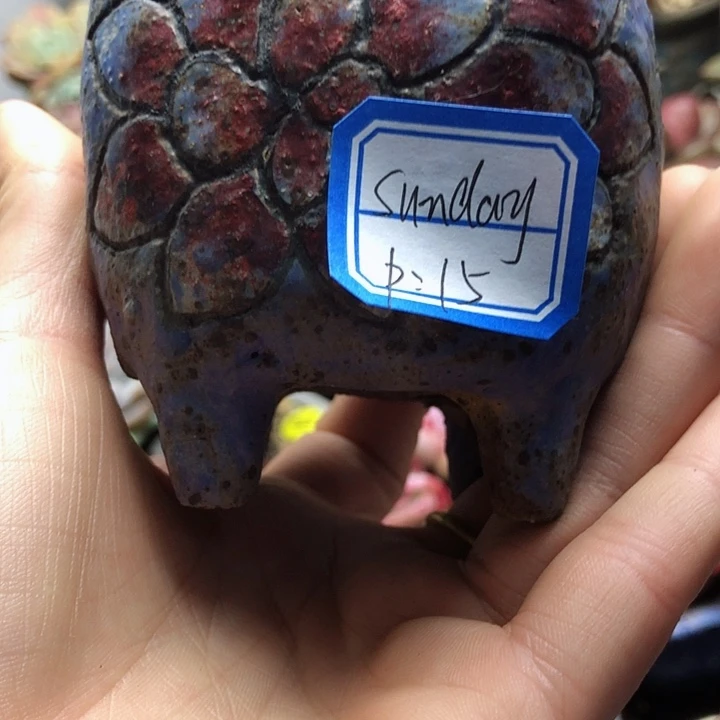 Sunday               1个盆