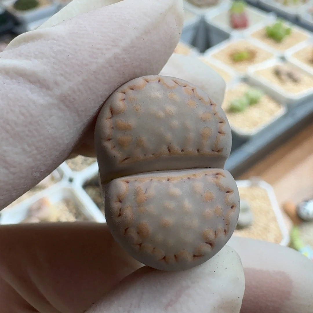 鲸***喜1229-06饼干215生石花花花