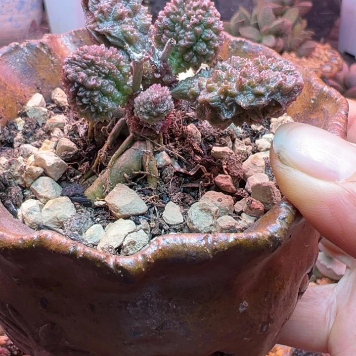 爆***珠吉祥如意的一个小故事