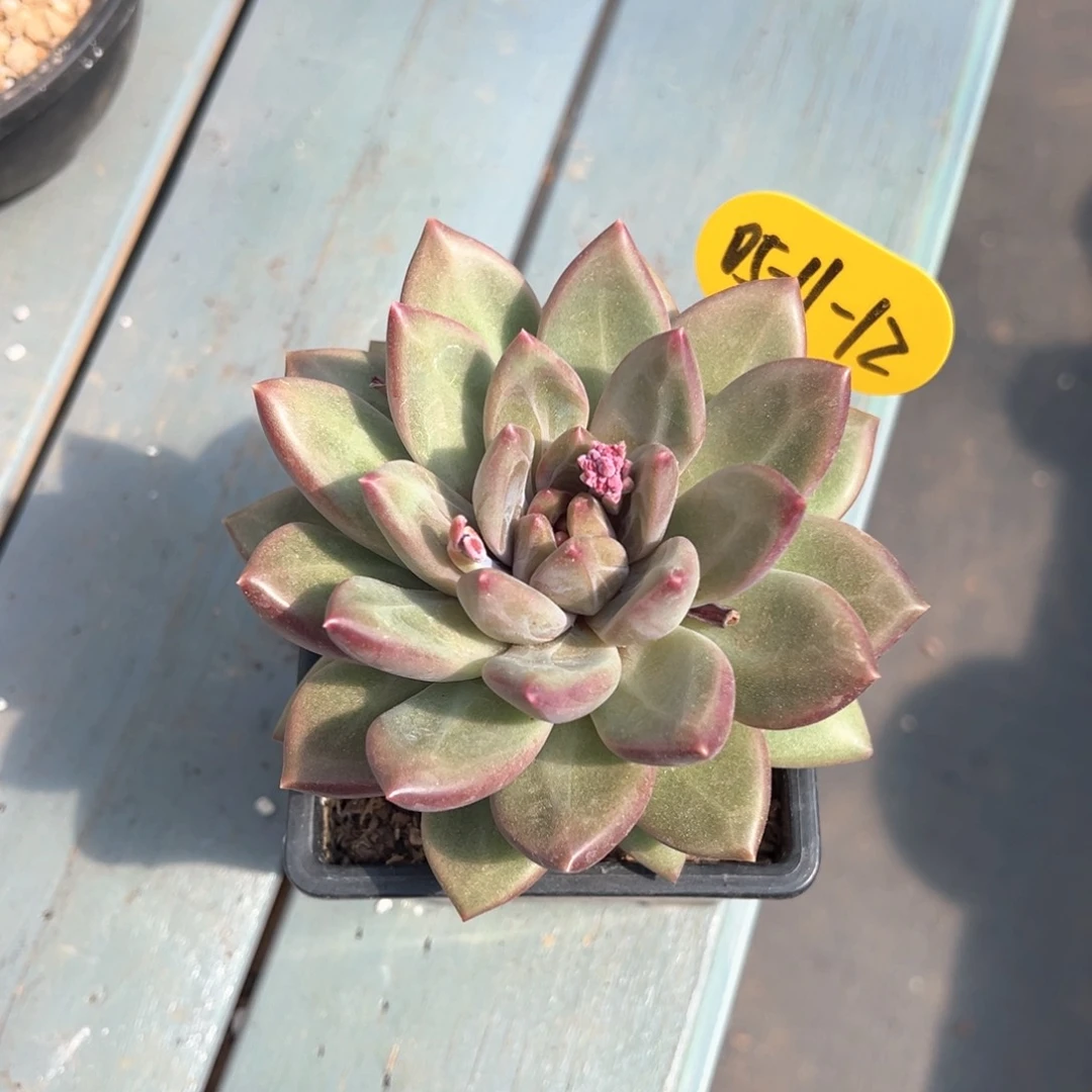 A****ゞ0511-12迷雾泡泡多肉植物