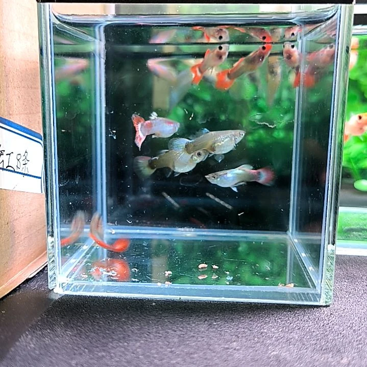孔雀鱼孔雀鱼杂鱼8条。