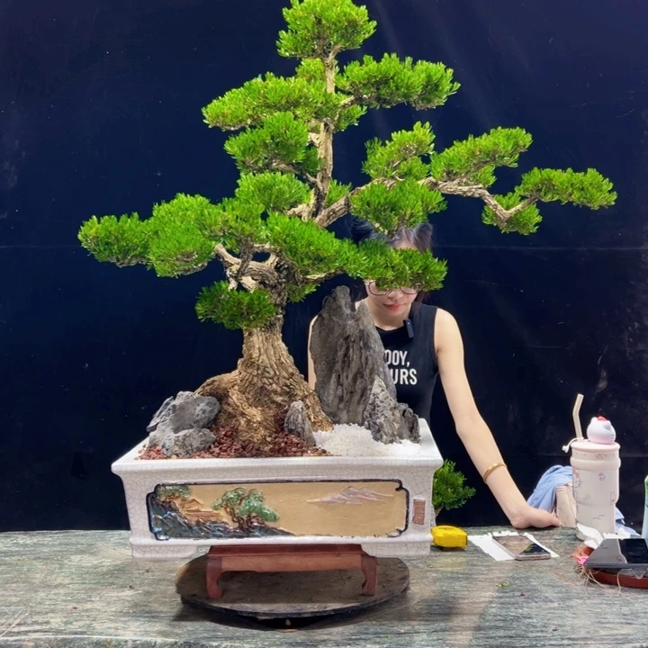 无花朵盆景黄杨四季常绿