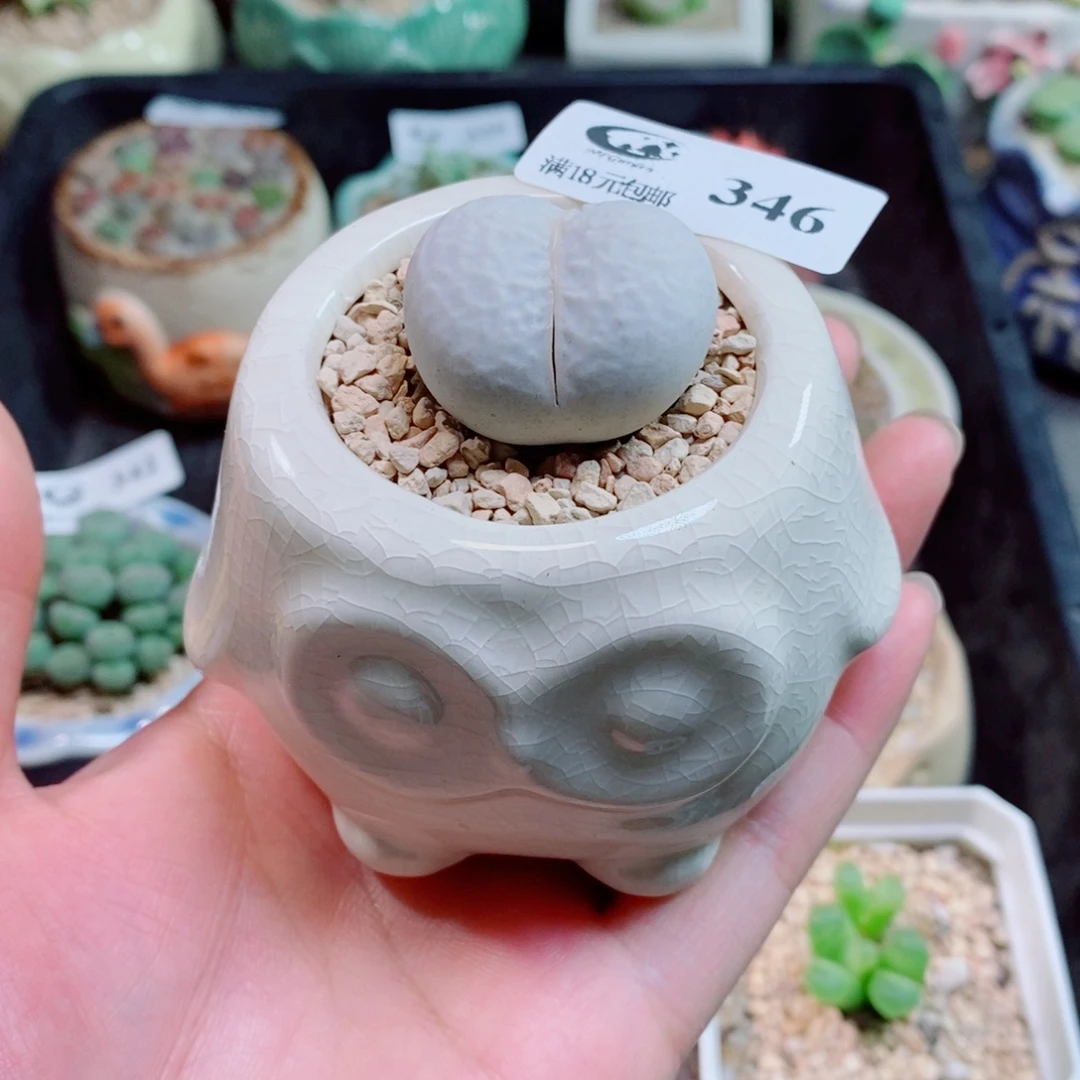 生石花花花花花346
