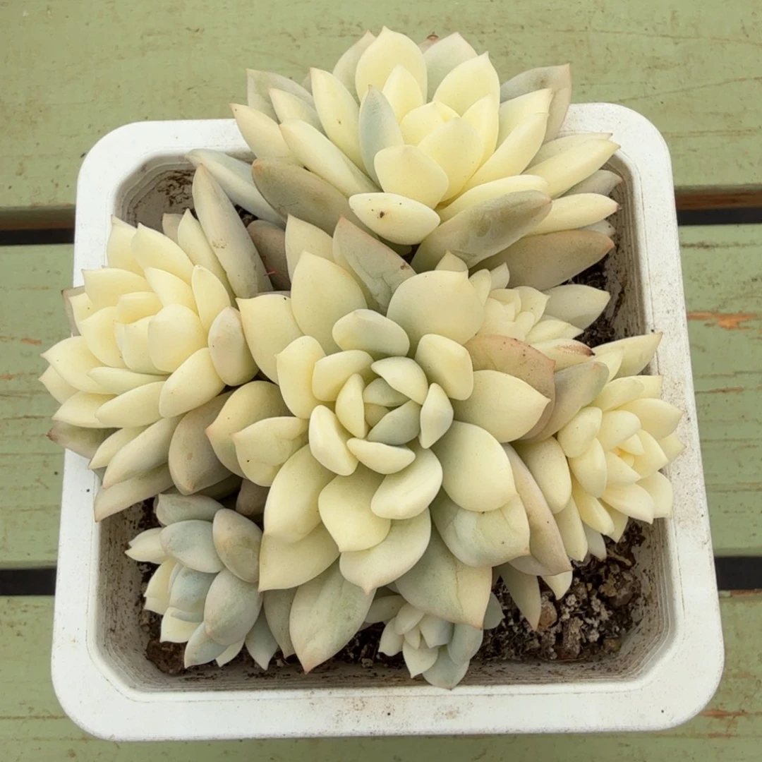 格林锦群锦上园艺一物一拍