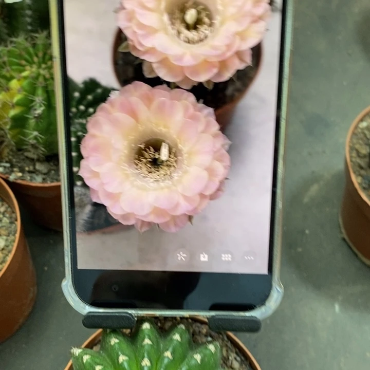 兜***糖香香重花8公分左右