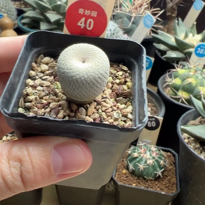 实生小人帽2.1cm一棵仙人球