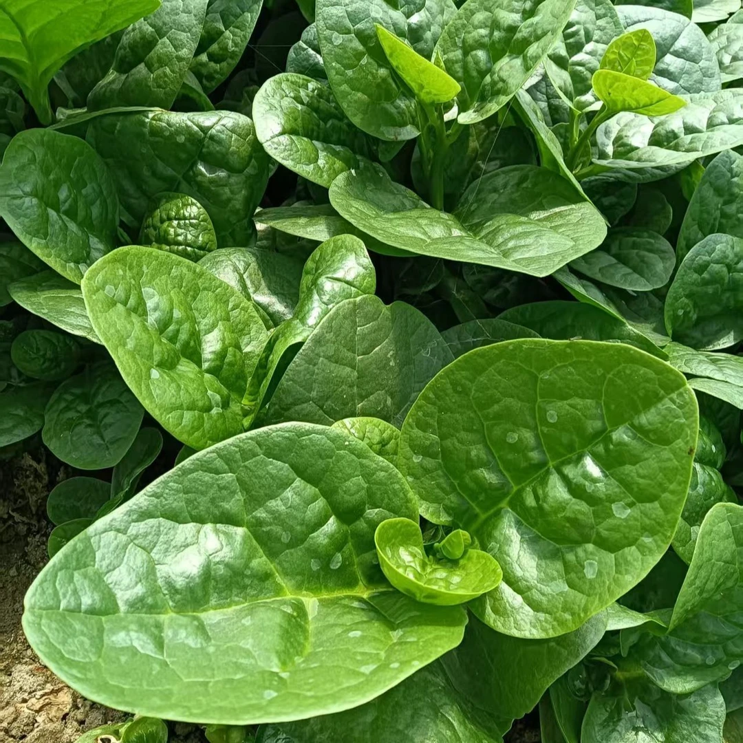 山东木耳菜新鲜现摘软浆叶豆腐菜特产农家自种时令蔬菜软江叶