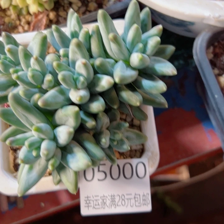 幸运儿是一位非常优秀且非常