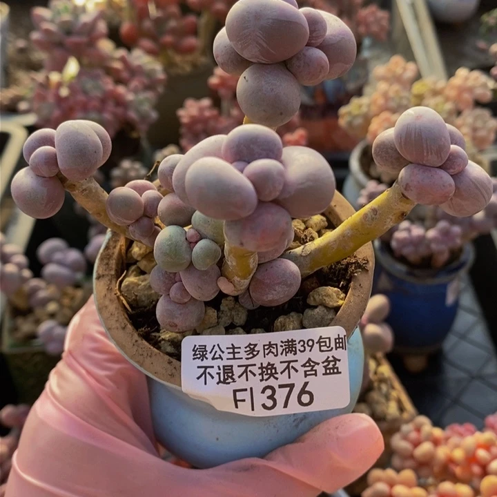 芭比奶洛老桩376多肉植物
