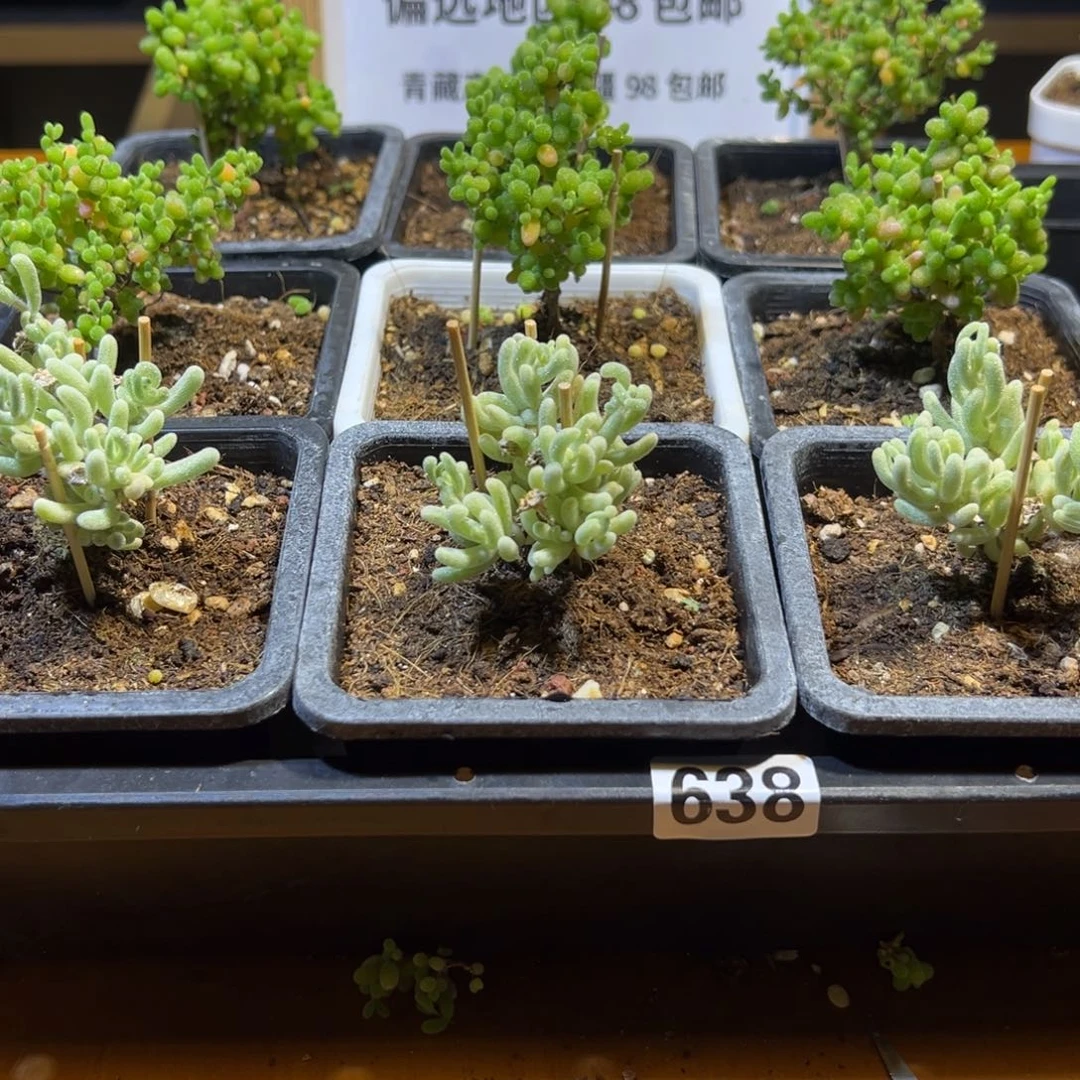 枝干番杏框拍福利638