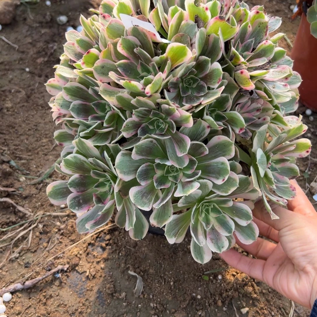 艳63男神多肉多肉多肉