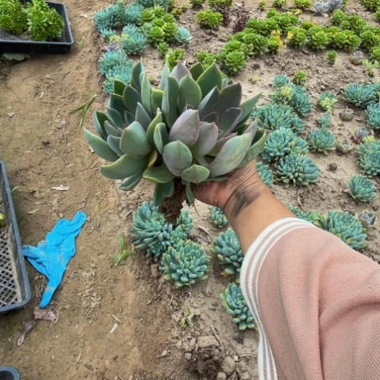飞琼斯多肉植物一颗