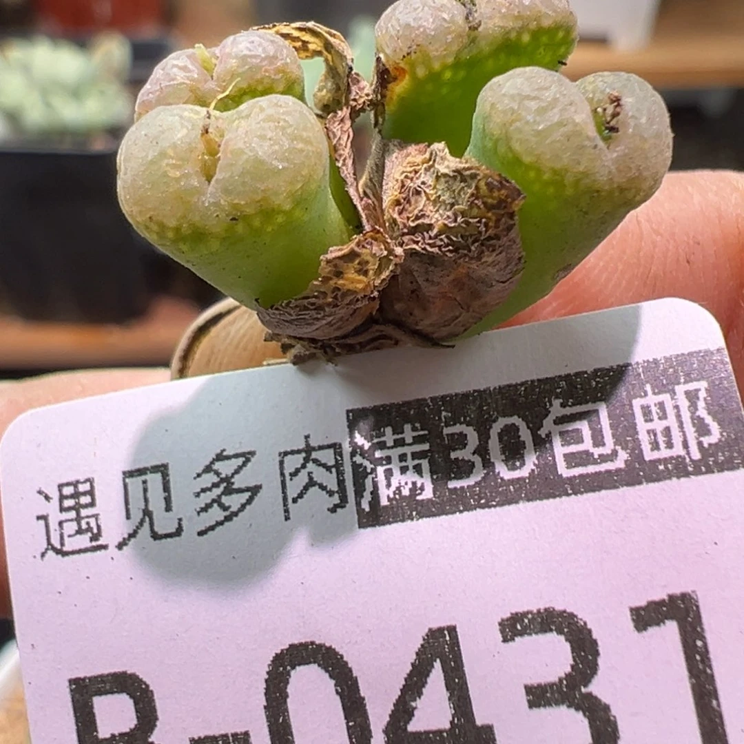 曦***曦多肉植物111111111111