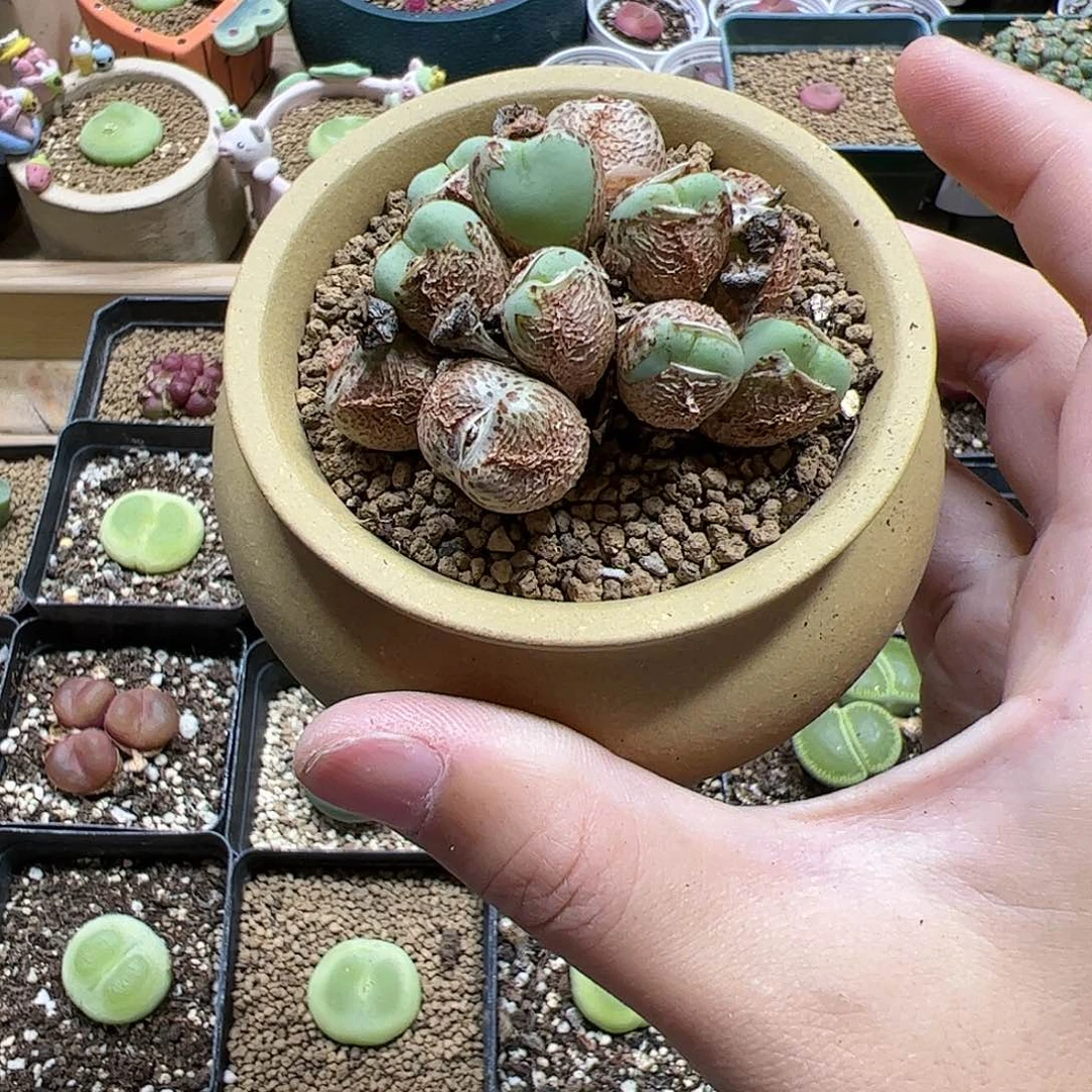 【闪购商品】185 雨月 带盆