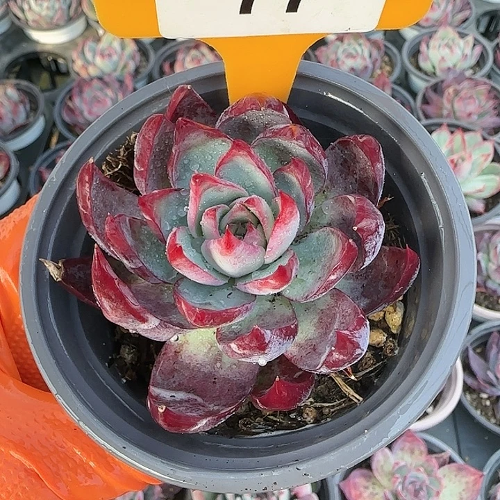 77 惊鸿仙子多肉植物6-9cm
