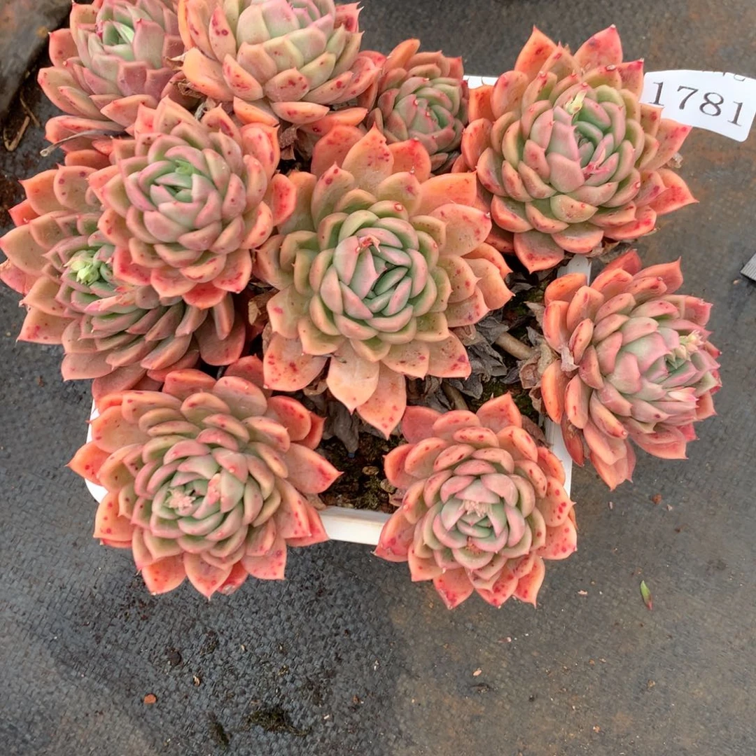 王*1781杂交精品基地18厘米