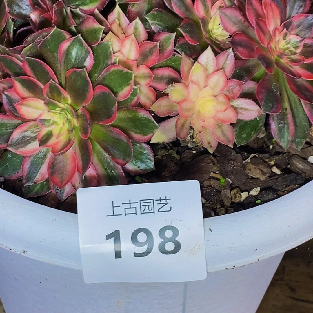 二***姨上古园艺多肉法师198